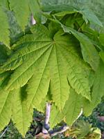 Acer palmatum cv Kinkakure (fam Aceracees) (Photo F. Mrugala) (3)